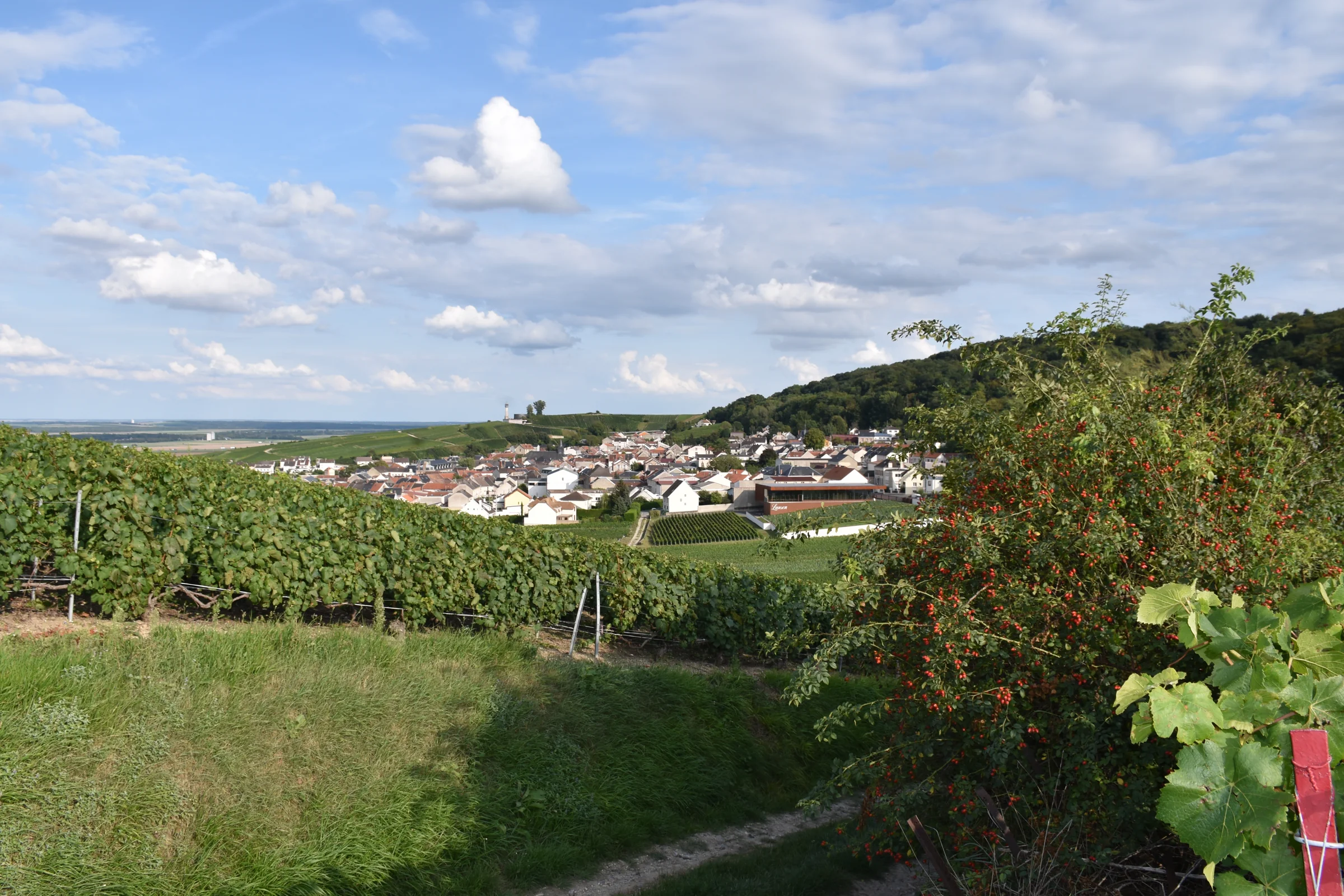 Vineyards overlooking Verzenay in Champagne
